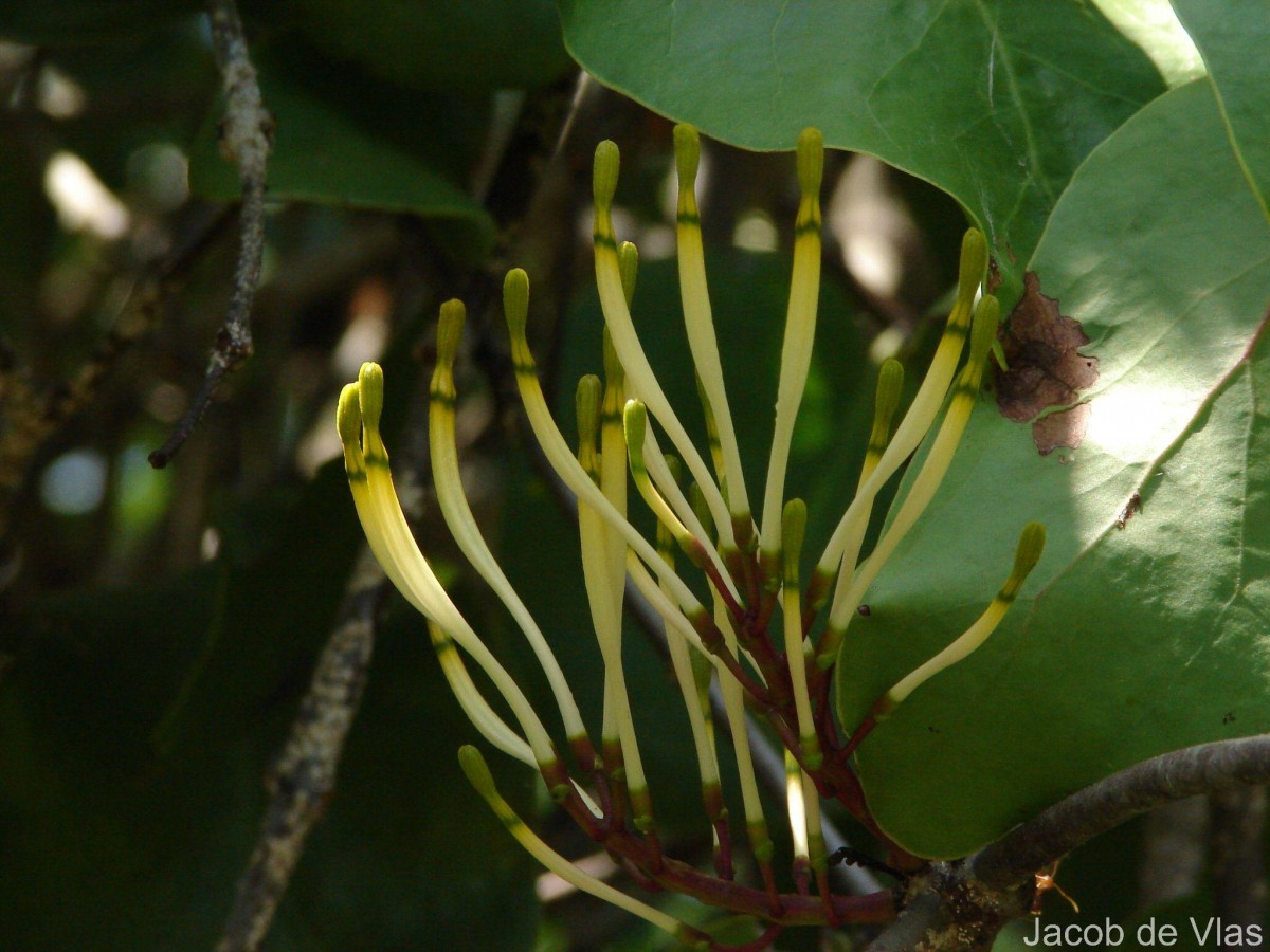 Dendrophthoe falcata (L.f.) Ettingsh.